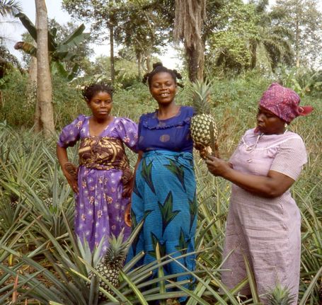 Récolte des premiers ananas : une fierté pour toute l'Equipe des Femmes !